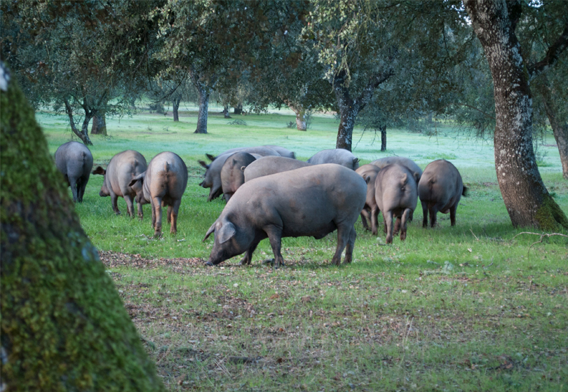 イノシシを祖先に持つイベリコ豚の特徴